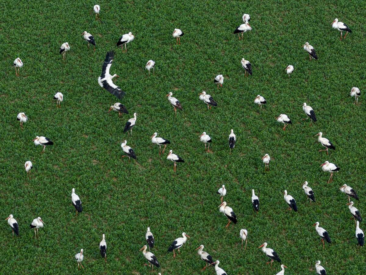 Konya semaları şenlendi! Baharın habercileri bu bölgede görsel şölen sunuyor 1